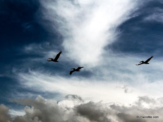 Seagulls in Guatemala Seagulls in Guatemala